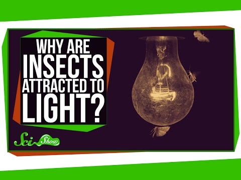 מדוע חרקים נמשכים לאור?