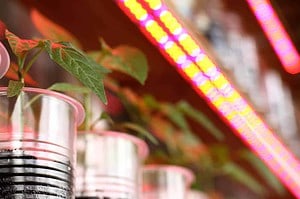 led strips to grow plants