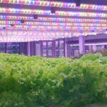 led grow light