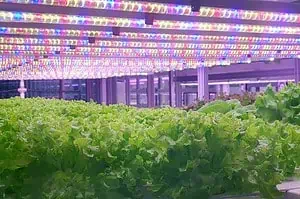 led grow light