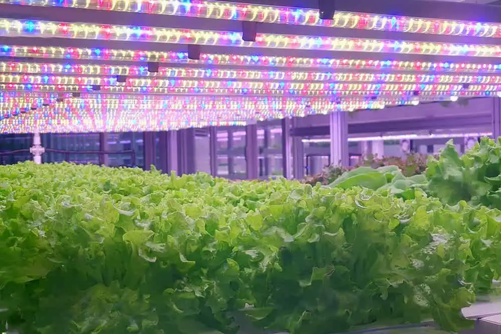 led grow light