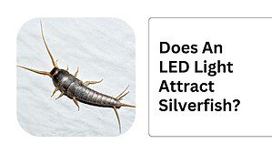 does an led light attract silverfish